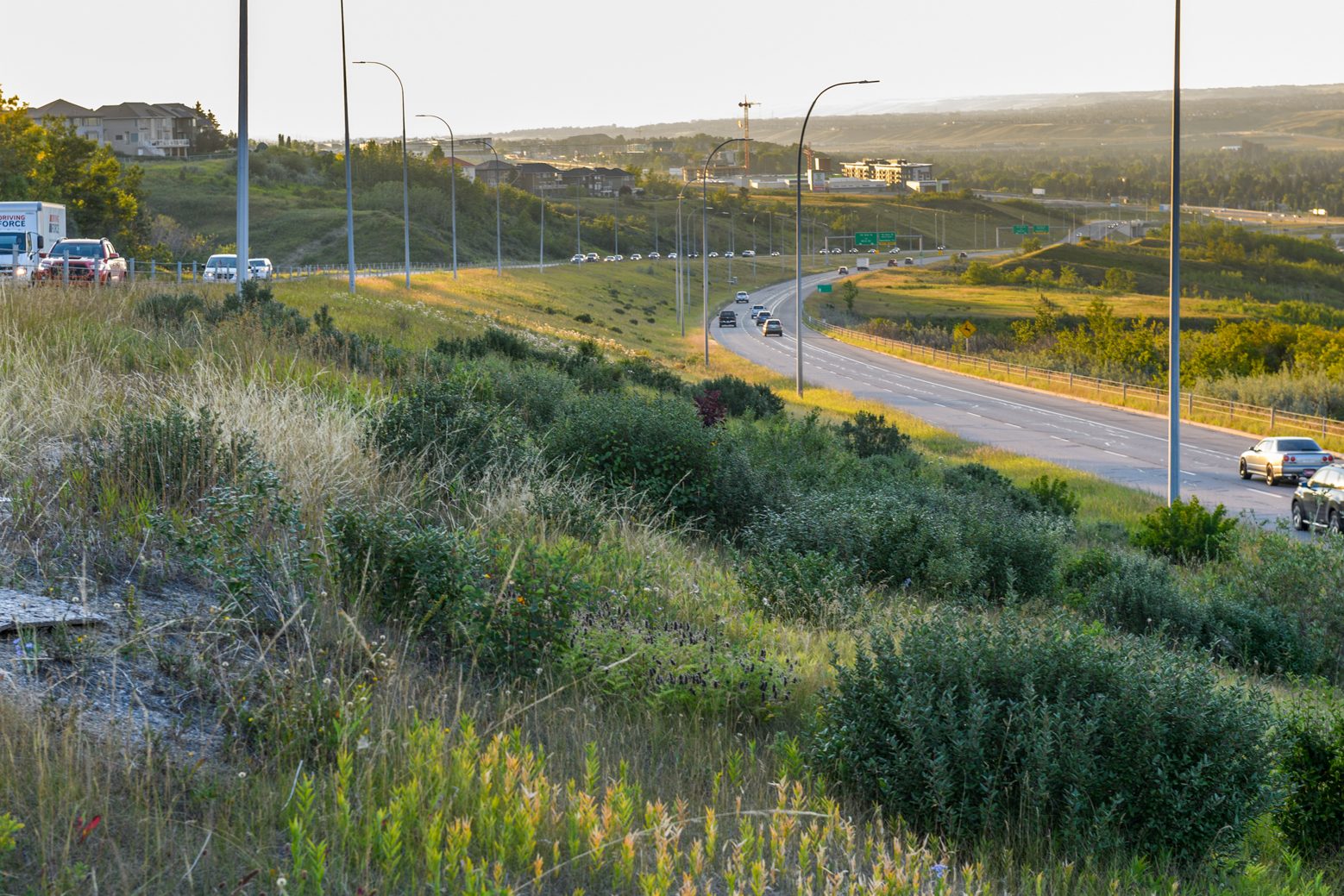Sarcee Bow