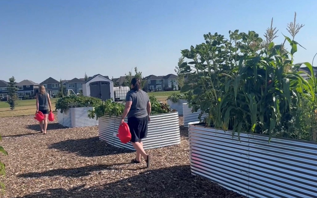 Two individuals carrying watering cans near raised growing garden beds.