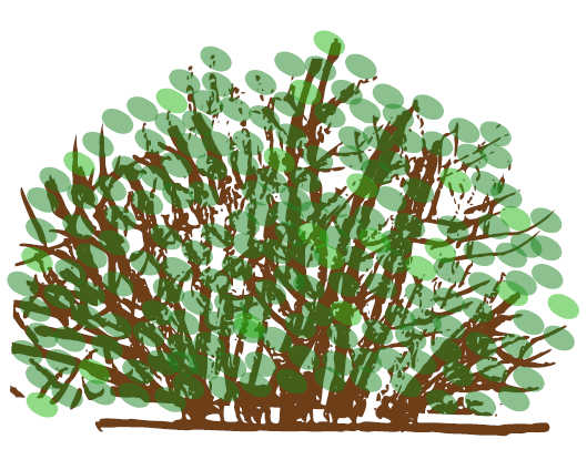 Shrub second and third growing season