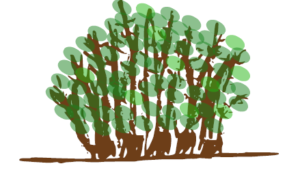Shrub first growing season