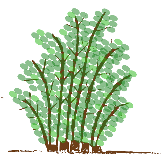 shrub four or more growing season