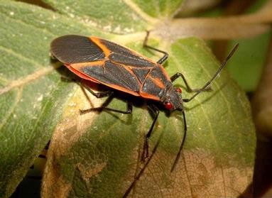 Photo credit: William M. Ciesla, Forest Health Management International, Bugwood.org