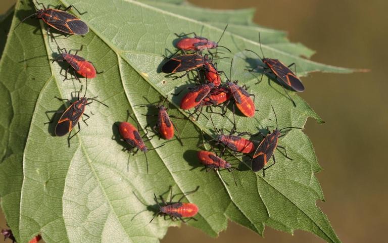 Photo credit: Steven Katovich, Bugwood.org