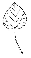 Trembling Aspen