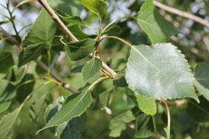 Poplar