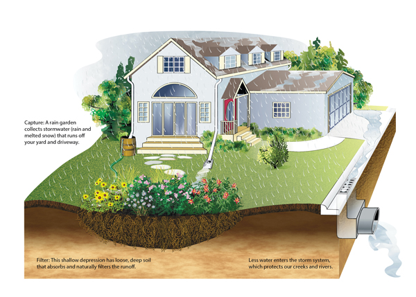 Rain garden