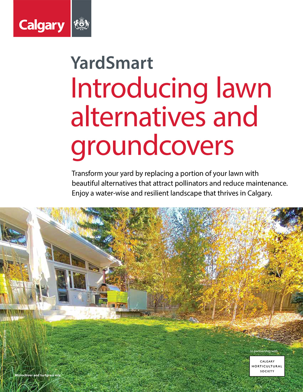 Lawn alternatives and ground covers thumbnail image