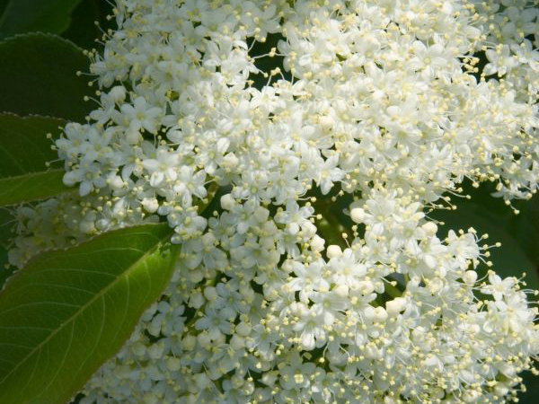 Amur maple