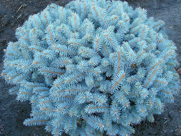 Amur maple