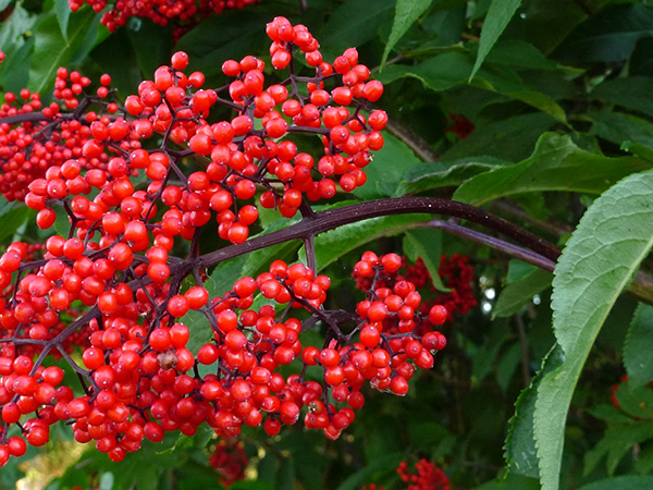 Amur maple