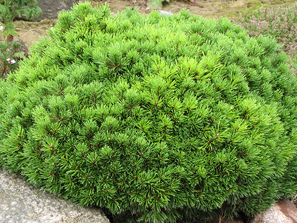Amur maple