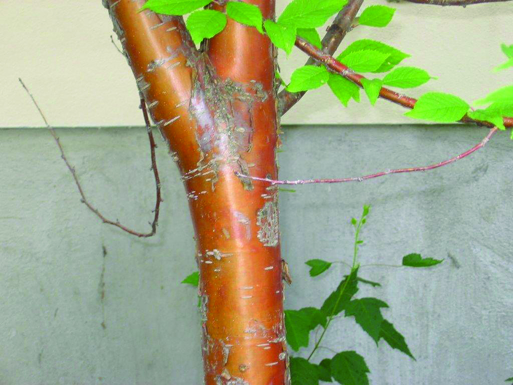 Amur maple