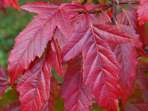 Amur maple