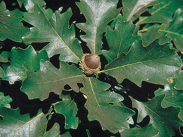 Amur maple