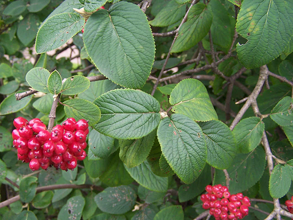 Amur maple