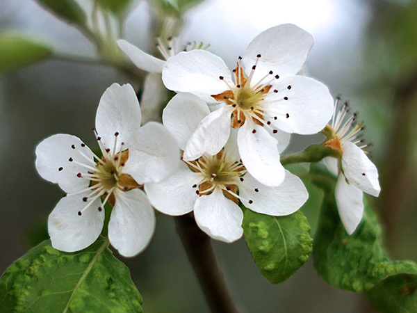 Amur maple