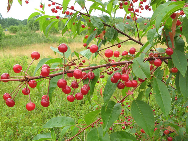 Amur maple